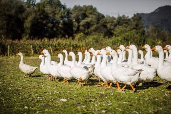 farrach_news_gaensemarsch